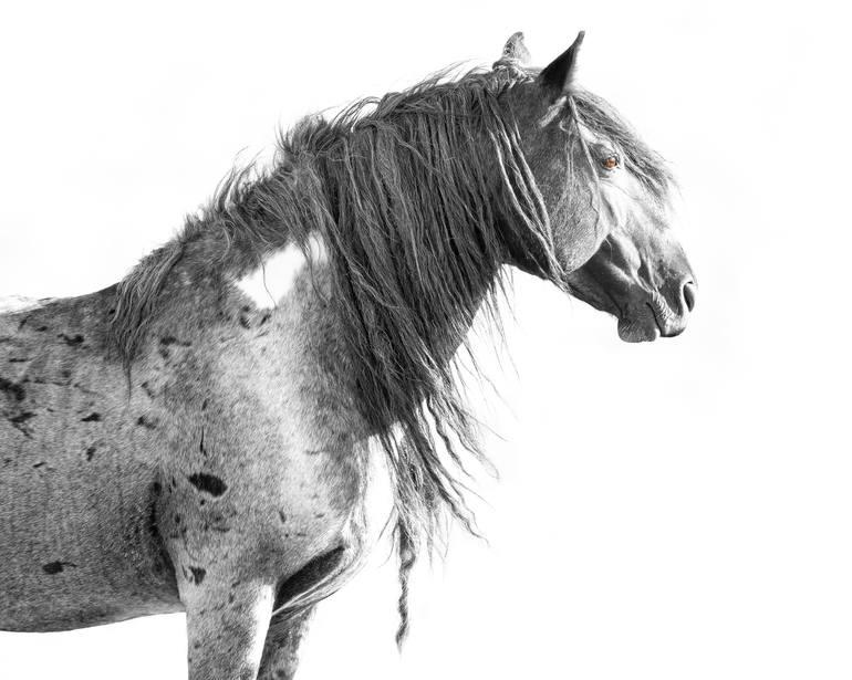 Colorado photographer's wild stallion photo takes home top nature prize