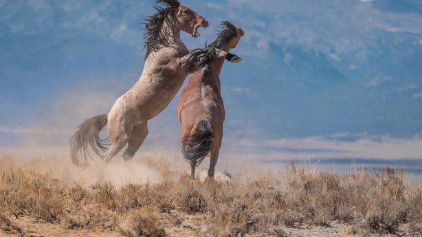 Colorado photographer's wild stallion photo takes home top nature prize 