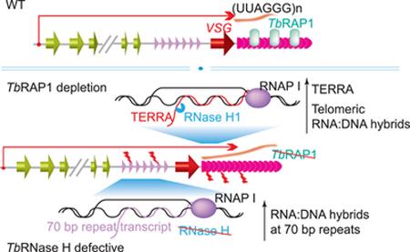 Genome organization and DNA accessibility control antigenic variation in trypanosomes 