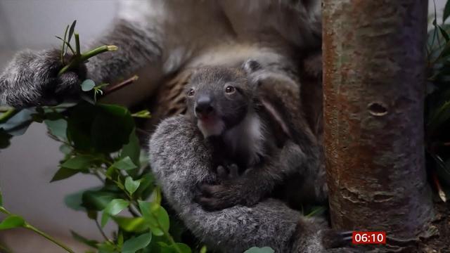 Longleat welcomes first southern koala born in Europe