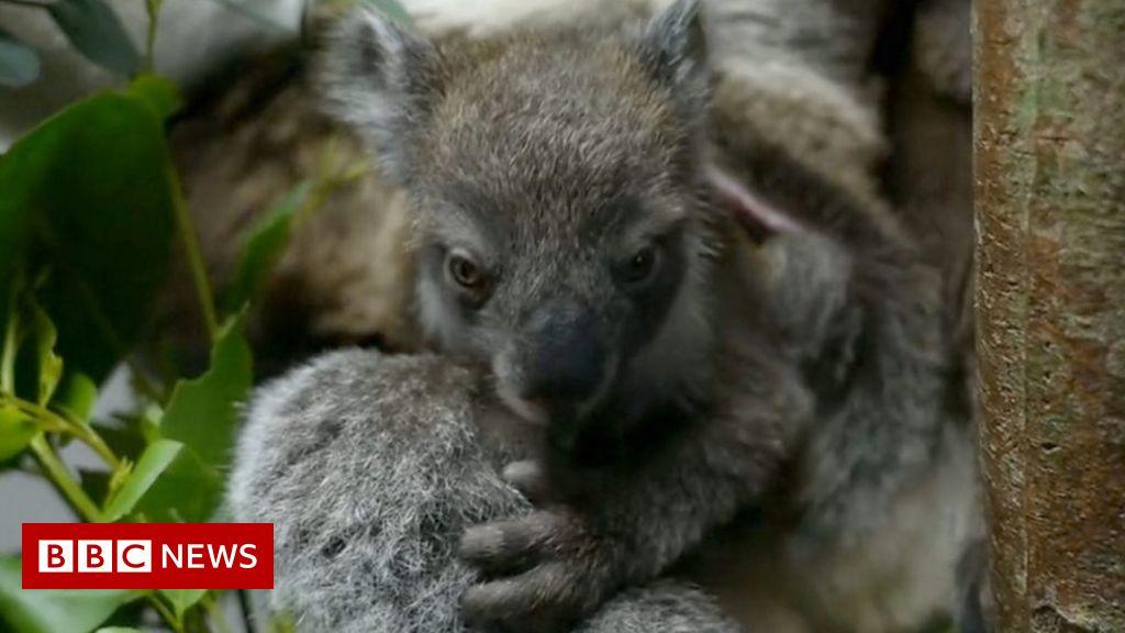 Longleat welcomes first southern koala born in Europe 