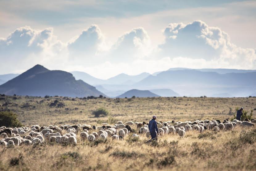 Part 2: Billionaire pulls the plug on a R90m biodiversity research project, triggering a bitter legal war of attrition. 