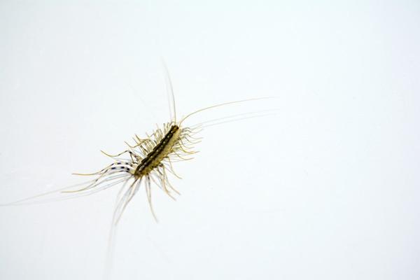 Solved! Should You Really Kill House Centipedes?