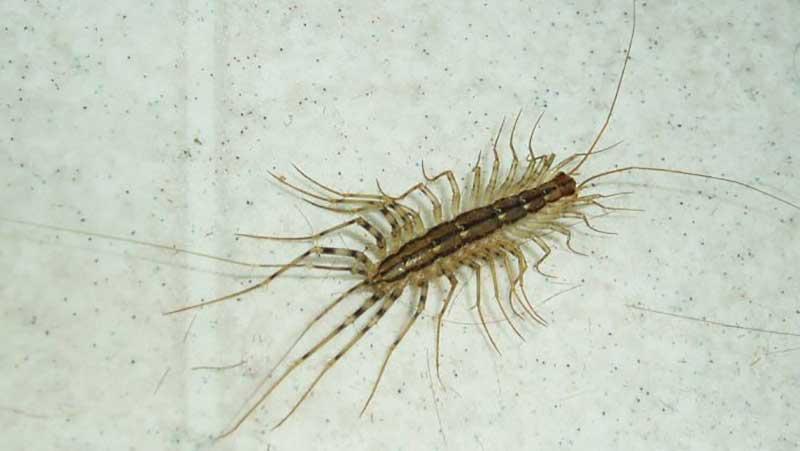 Solved! Should You Really Kill House Centipedes? 