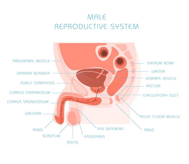 Male Infertility: Causes, Symptoms, Diagnosis and Treatment | Rising Kashmir