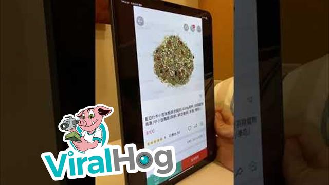 オウム「ごはんごはん！　……アレ？」　タブレットに映るエサが食べられず、不思議そうな表情を浮かべる姿がかわいい【台湾】（1/2 ページ）