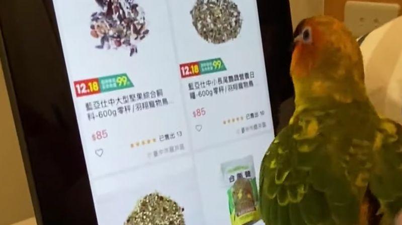 Parrot ``Rice rice!'' ?