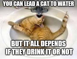 Yes, you can lead a cat to water