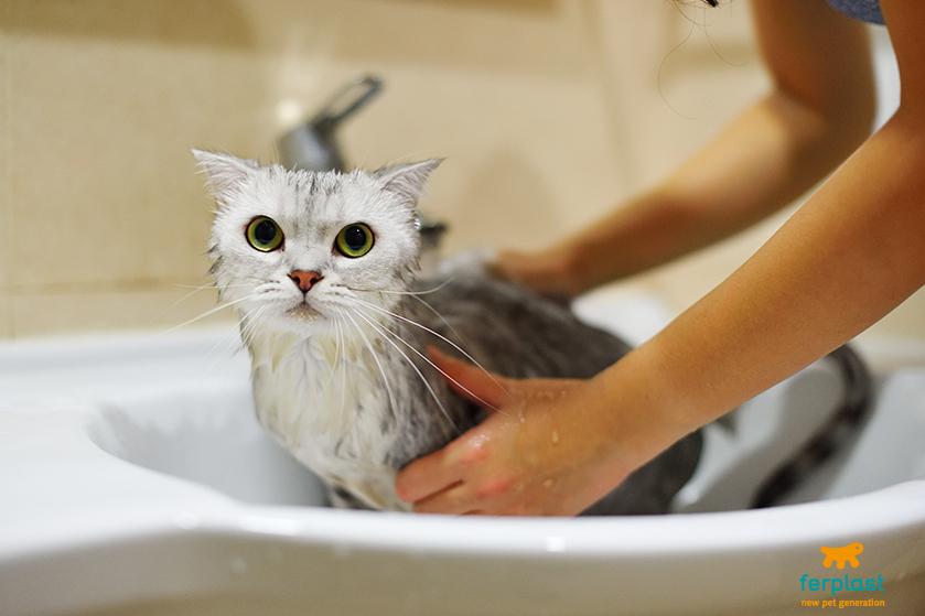 Yes, you can lead a cat to water 