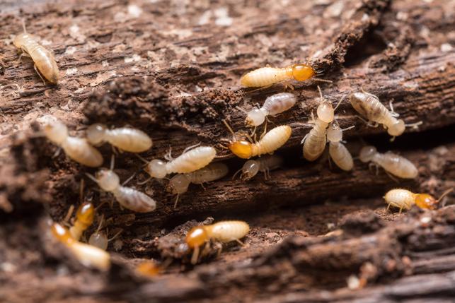 Solved! What Are Signs of Termites? 