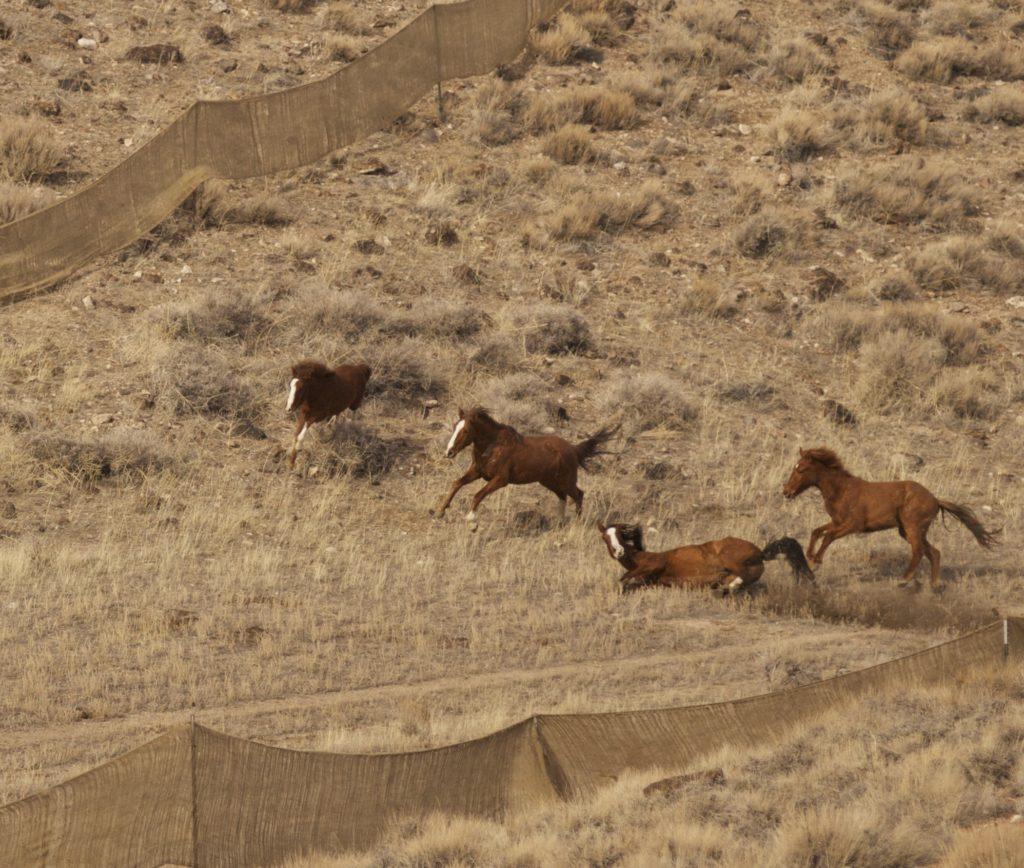 'Horror': wildlife advocates harshly criticize planned mustang capture 