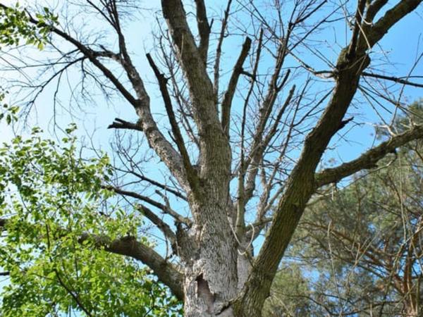 What to do with infected ash trees once they’re felled? 