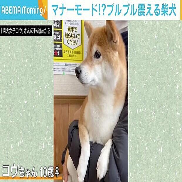  病院で抱っこされブルブル…“待合室なだけにマナーモード”な柴犬に「吠えたりしないでえらい！」