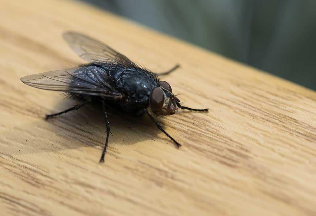 Four methods to remove houseflies