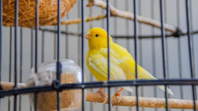 Paint fumes, with VOCs, can be lethal for birds and bad for dogs 