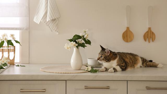 How to keep cats off counters – 7 clever ways