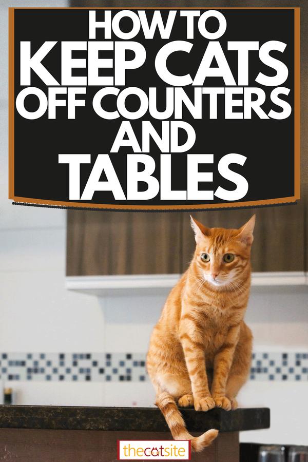 How to keep cats off counters – 7 clever ways 