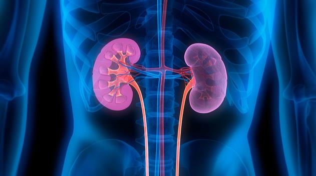 To Your Health: Kidneys: The body’s natural filters