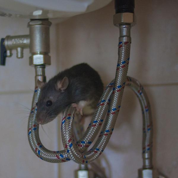 Top tips to keep pests out of your home as 'rats the size of cats' to climb into Irish homes this winter