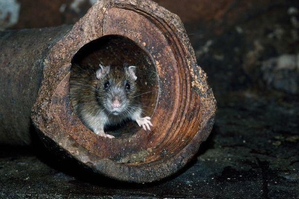 Top tips to keep pests out of your home as 'rats the size of cats' to climb into Irish homes this winter 