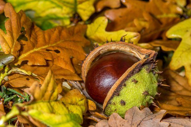 Expert speaks out as people swear by using conkers to keep spiders out of homes 