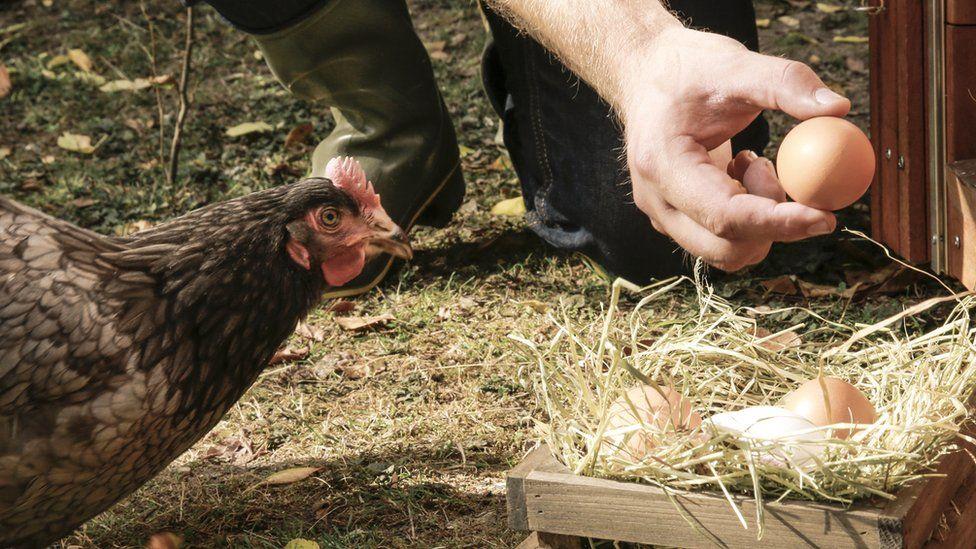 There are NO free range eggs in shops from next week - here's why 