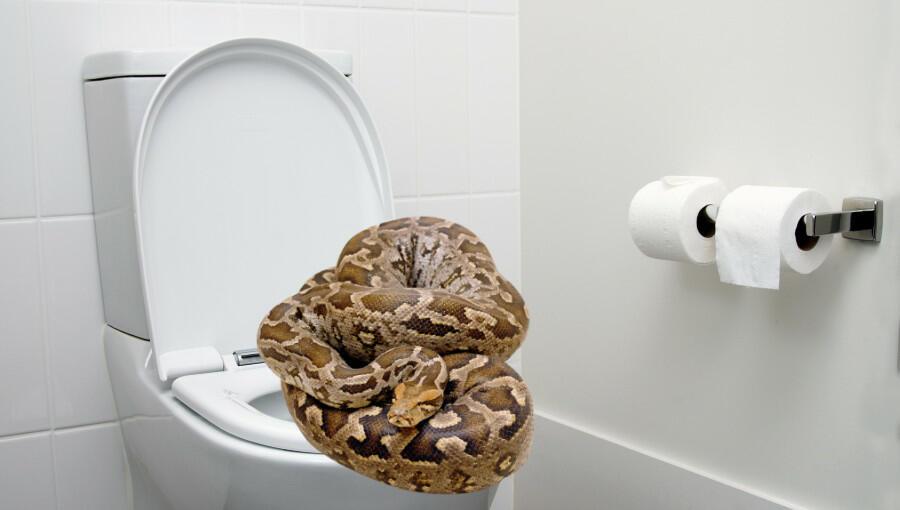 Woman calls 911 after finding snake on her toilet in Texas | Fort Worth Star-Telegram Texas woman calls 911 after finding python on her toilet. ‘How does that even happen?’