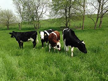 Smart Cow consultant Dario Nandapi and others reflect on benefits of livestock 'superfood'