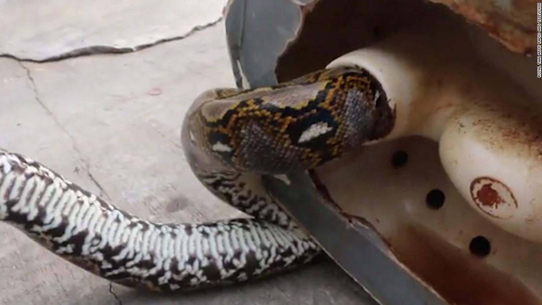 Huge snake in toilet bites man while he's doing his business