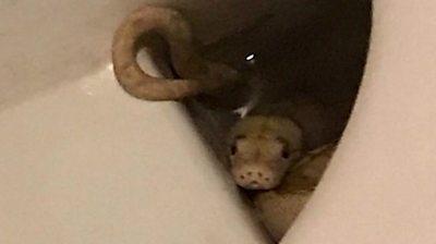 Huge snake in toilet bites man while he's doing his business 