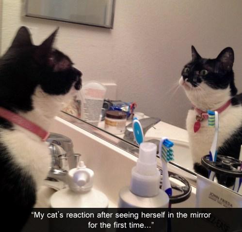What cats see when they look in the mirror 