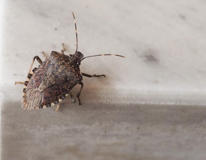 Here’s how to handle stink bugs, other insects fleeing into Carolina homes this fall