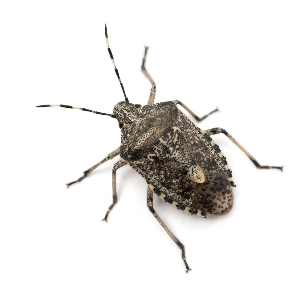 Here’s how to handle stink bugs, other insects fleeing into Carolina homes this fall 