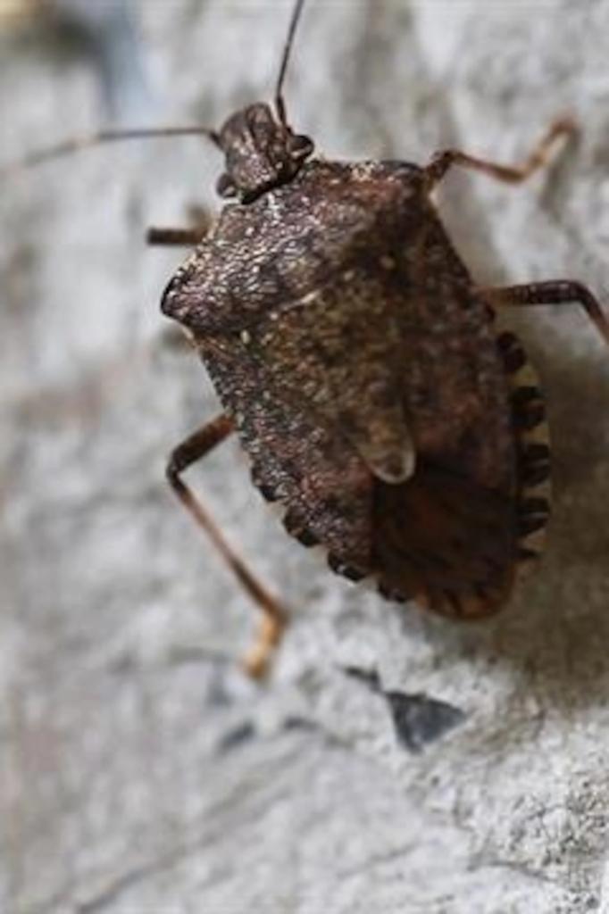 Can you smell that smell? Stink bugs have invaded the Tri-State by the millions 