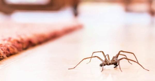 Leaving This One Thing in Your Bathroom Is Attracting Spiders, Experts Warn