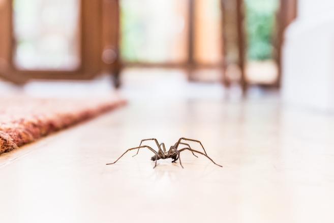 Leaving This One Thing in Your Bathroom Is Attracting Spiders, Experts Warn 