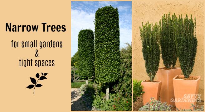 Columnar trees work well in smaller garden spaces