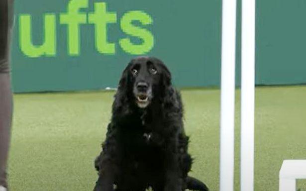 Crufts dog leaves owner horrified by stopping mid-routine to do a poo 