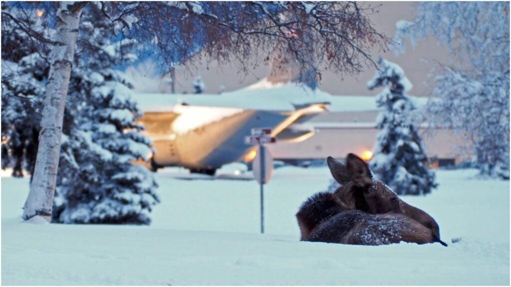 How Air Force police get giant moose out of traffic in Alaska 