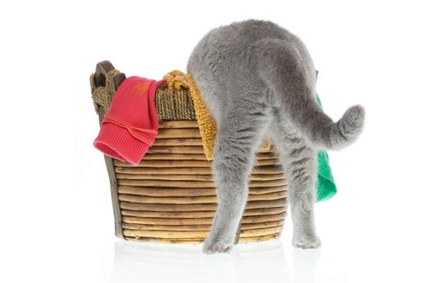 Cat peeing on dirty laundry is not uncommon feline behavior 