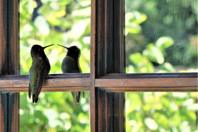 What does a bird see when it looks in a mirror?