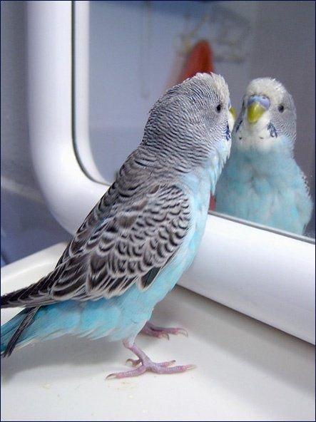 What does a bird see when it looks in a mirror? 