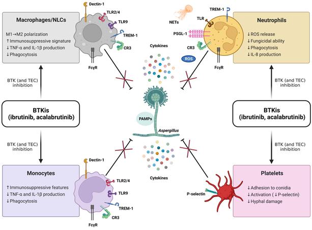 Antifungals influence the immune-related transcriptomic landscape of human monocytes after Aspergillus fumigatus infection 