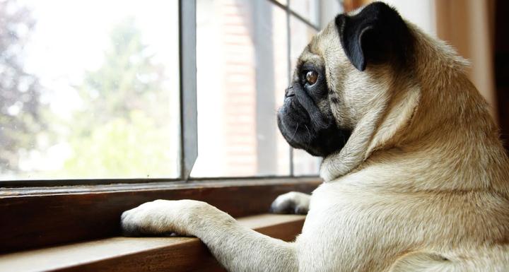 Dog separation anxiety: How to spot if your adorable pup is suffering your absence and how to deal with it