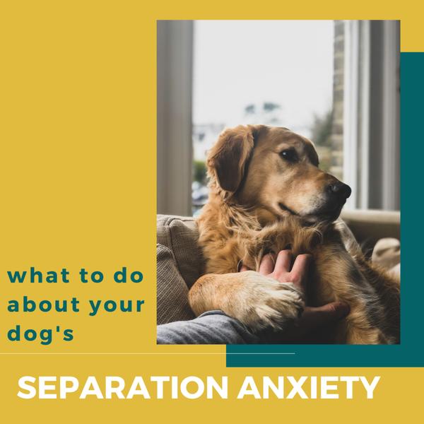 Dog separation anxiety: How to spot if your adorable pup is suffering your absence and how to deal with it 