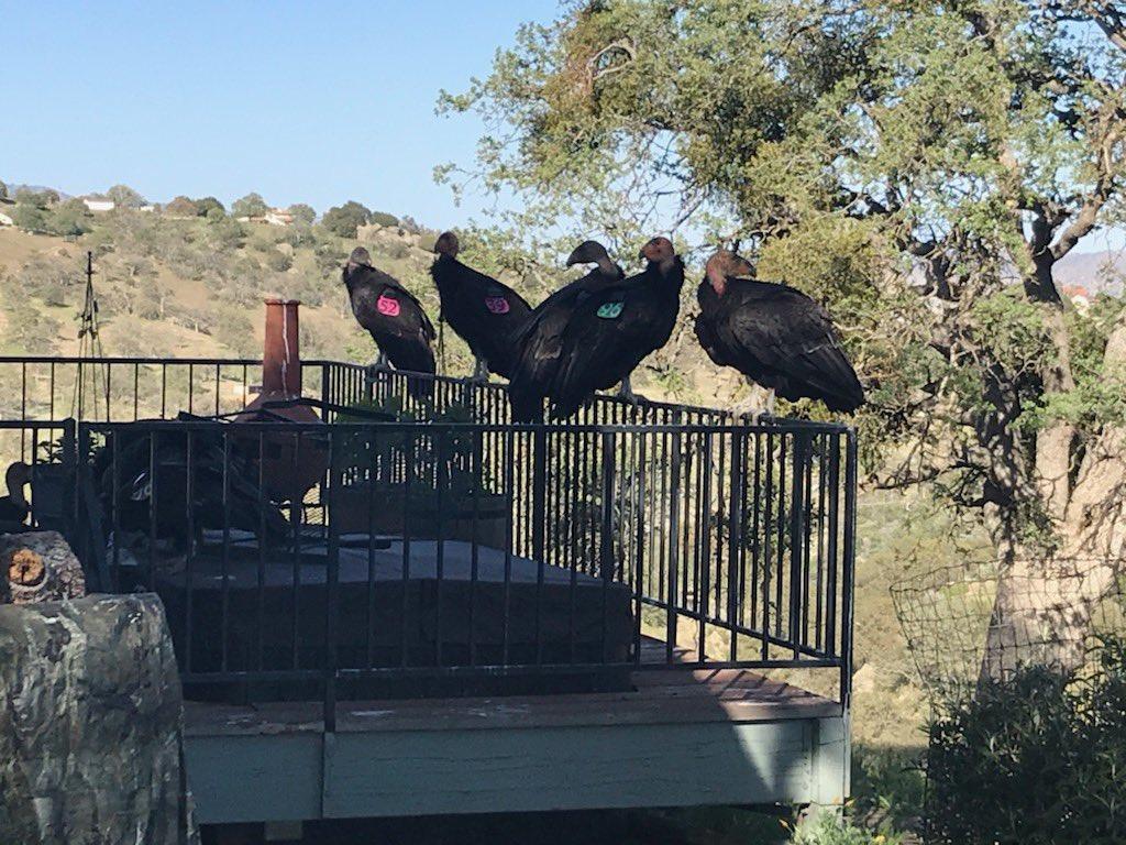 Endangered California condors 'absolutely trash' woman's house, won't leave