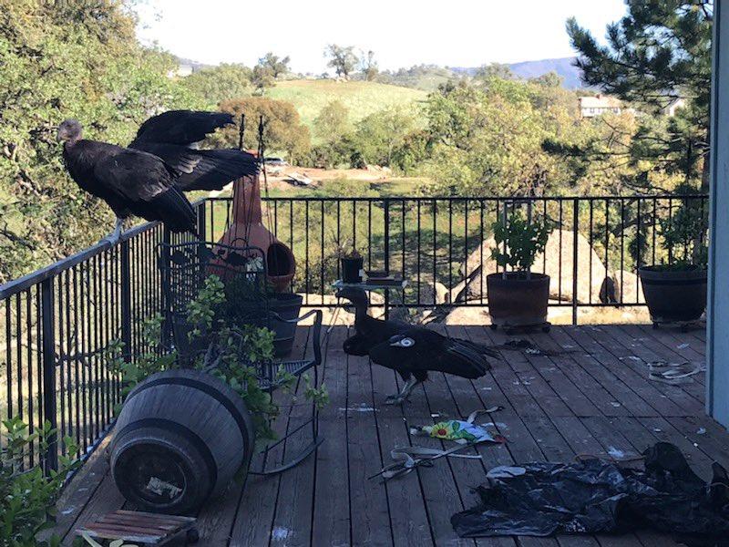 Endangered California condors 'absolutely trash' woman's house, won't leave 