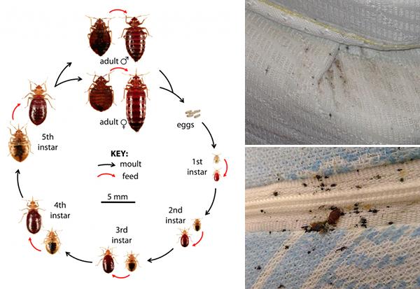 How to Prevent Bed Bugs from Getting into Your Home