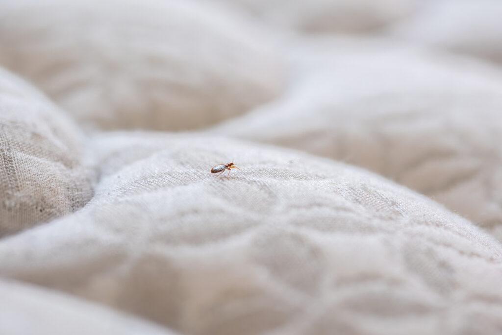 How to Prevent Bed Bugs from Getting into Your Home 