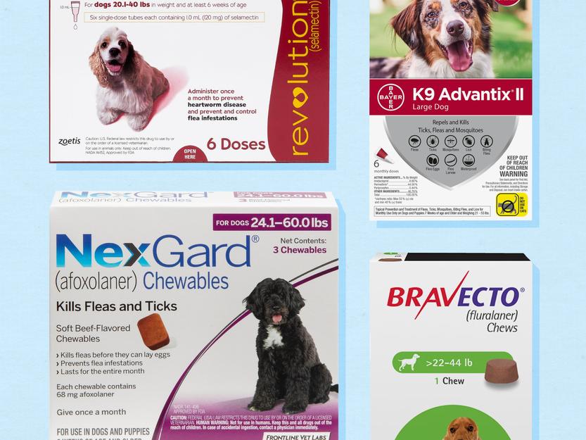 The 5 best flea and tick medicine for dogs in 2021